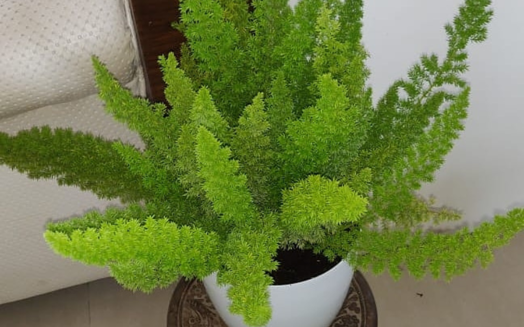 Home Plant Vegetable